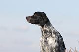 SETTER ANGLAIS 176